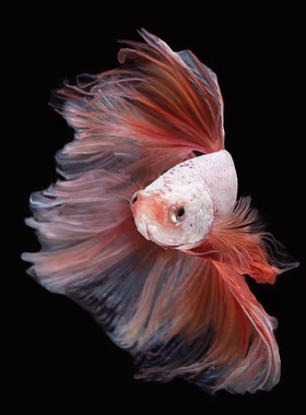 直播补差专用链接