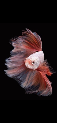 泰国斗鱼直播专用付款链接