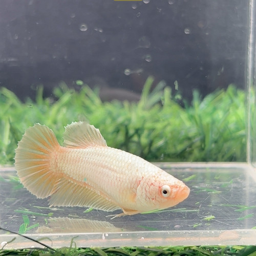 544黄金母