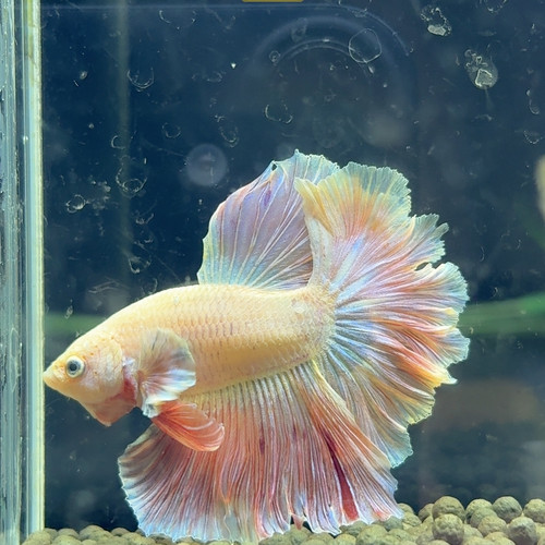 529芭比粉绣球半月