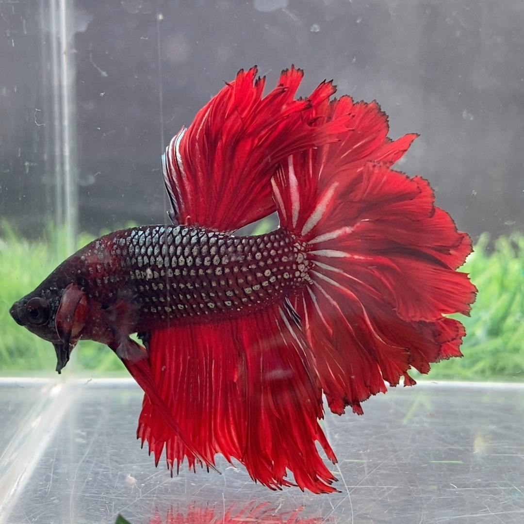 200,宠物/宠物食品及用品,螺,淘宝优惠券,粉丝福利购,淘宝优惠卷