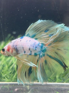 312黄虎斑双尾半月