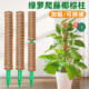 大叶绿萝攀爬柱子水苔柱棕棒爬藤固定架龟背竹棕榈柱防倒伏支撑杆