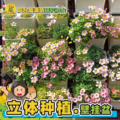 【阳台陶渊明】墙面立体种植盆！