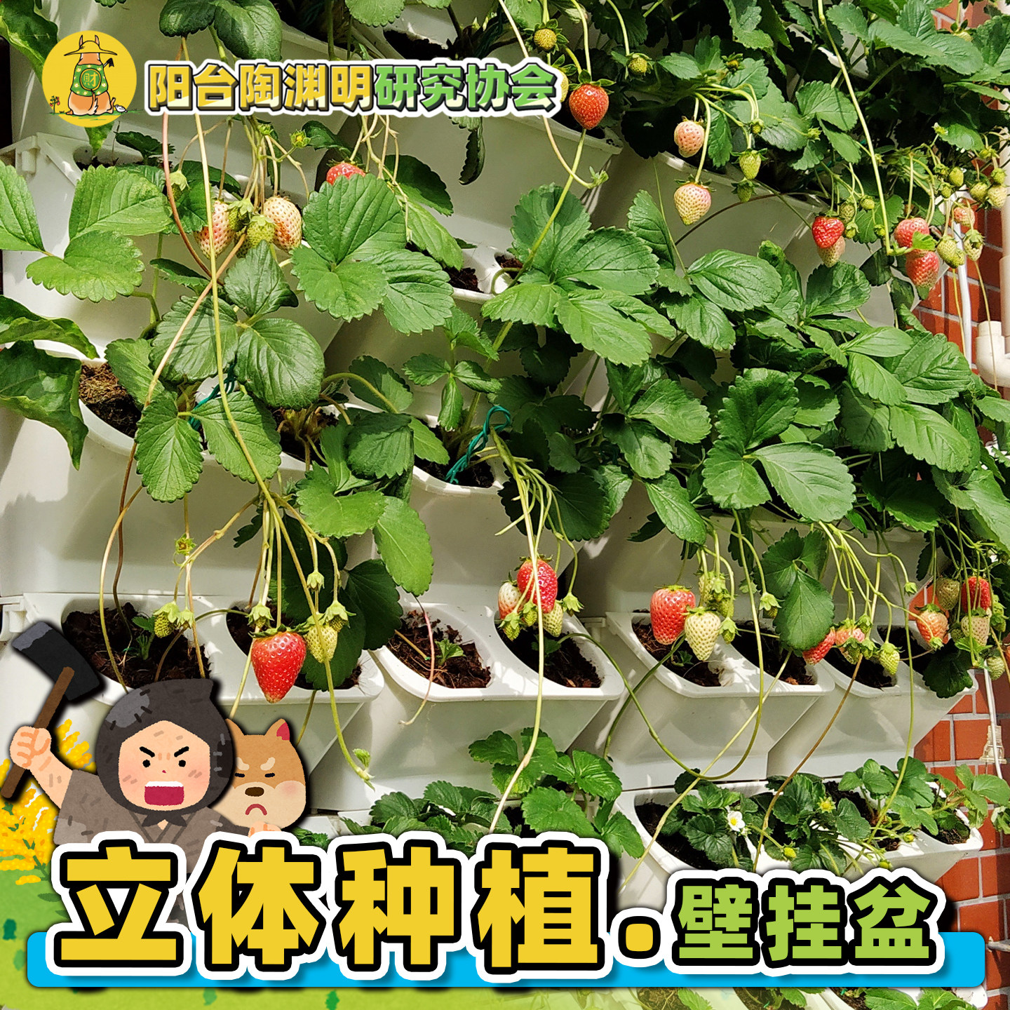 壁挂花盆植物墙种菜种花墙面立体种阳台草莓水陆雨林缸造景汪淑芬