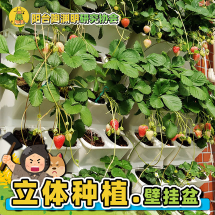 壁挂花盆植物墙种菜种花墙面立体种阳台草莓水陆雨林缸造景汪淑芬