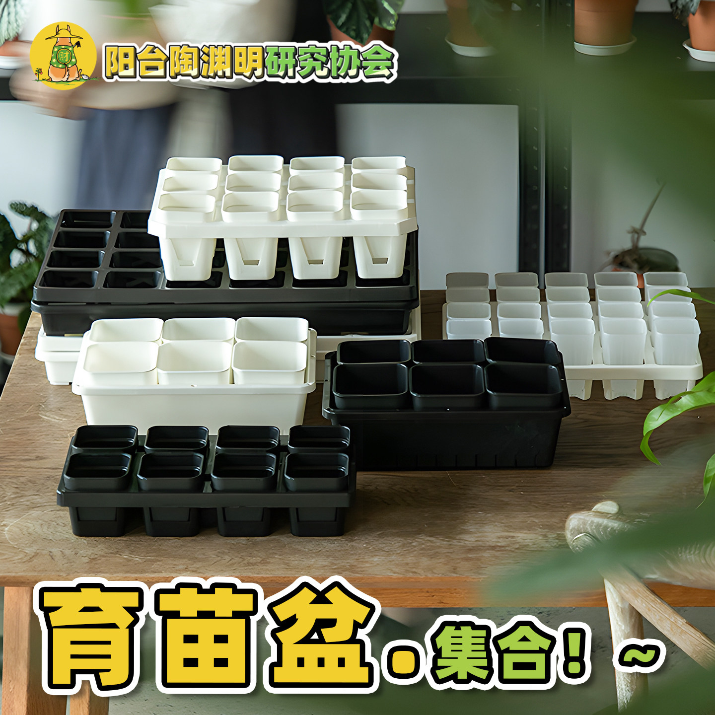 育苗盘营养钵育苗杯扦插盆播种盒工具阳台种菜生菜矮生番茄黄瓜南,鲜花速递/花卉仿真/绿植园艺,育苗盘/营养钵,淘宝优惠券,粉丝福利购,淘宝优惠卷