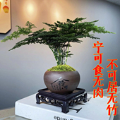 文竹盆栽植物办公室内摆件水养水培绿植小盆景造型创意大文竹花苗