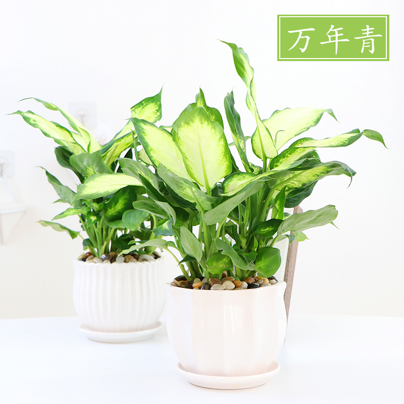 万年青植物盆栽办公室内净化空气植物花卉水培植物银皇后盆景绿植