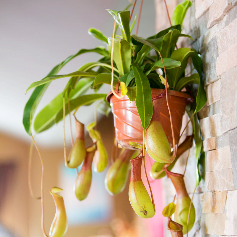 猪笼草盆栽捕蝇草食虫草好养草食虫捕蚊植物苗办公室奇趣盆栽绿植