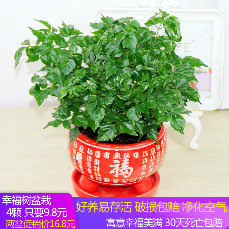 幸福树小盆栽植物常青客厅大盆景平安树树苗桩易存活花卉绿植