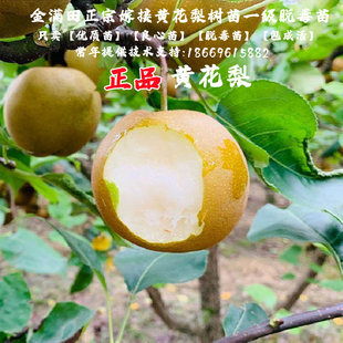 福建建宁黄花梨苗脆甜早熟水果梨树果苗嫁接梨树苗盆栽南北方种植