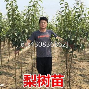 正宗苗鸟杜梨梨果苗嫁接棠梨苗梨树棠梨树苗豆梨砧木苗实生苗梨子
