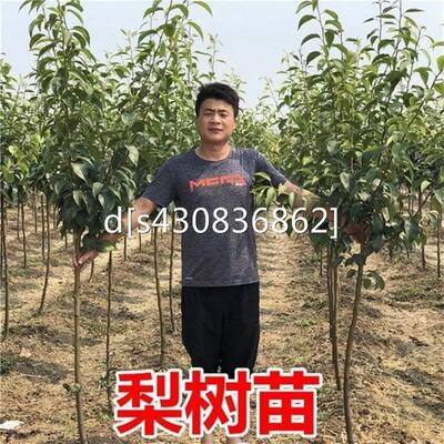 正宗苗鸟杜梨梨果苗嫁接棠梨苗梨树棠梨树苗豆梨砧木苗实生苗梨子