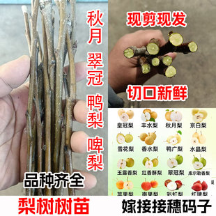 梨树嫁接接穗果树苗接穗李子苹果山楂柿码子樱桃树苗石榴扦插枝条