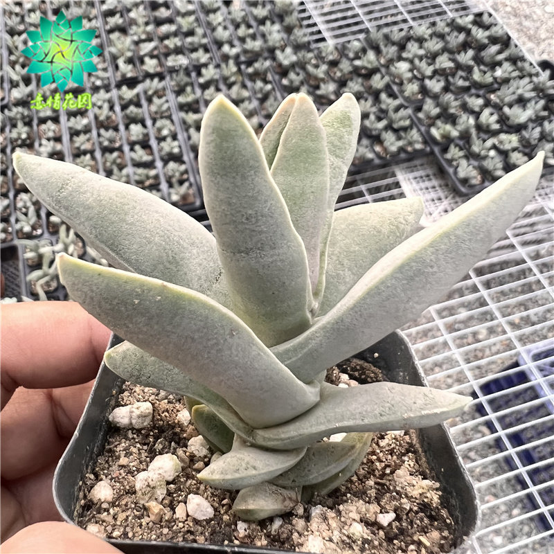 姬神刀 多肉植物 新手肉肉 超萌肉肉 控养精品 室内花卉 组合盆栽