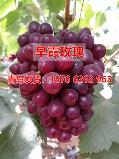 新品种极早熟嫁接早霞玫瑰葡萄树苖露天7月上旬成熟浓玫瑰香味