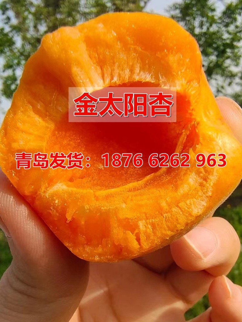 金太阳杏树苗南方北方种植嫁接新品种杏子树苗庭院地栽当年结果苗