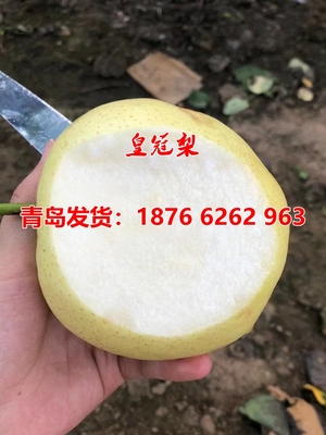 四季种植当年结果苗新品种梨树苗