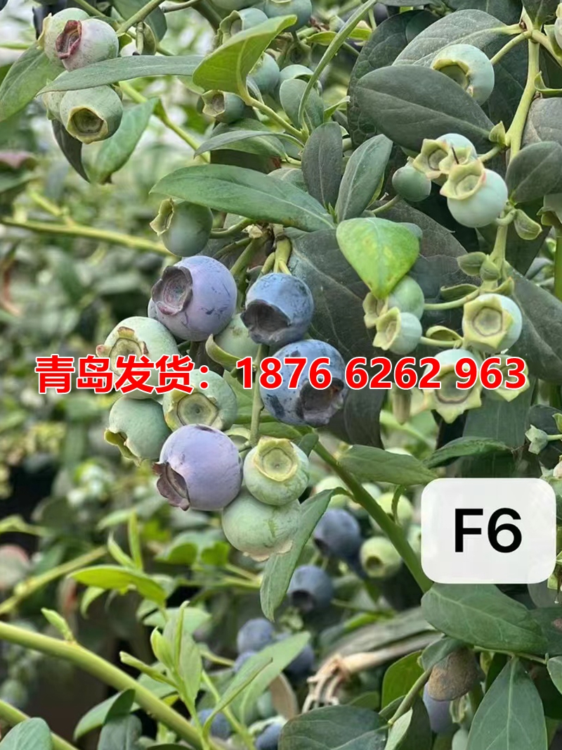 盆栽苗蓝莓苗果树盆栽苗南方果树