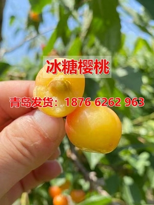 当年结果嫁接大樱桃树苗庭院种植