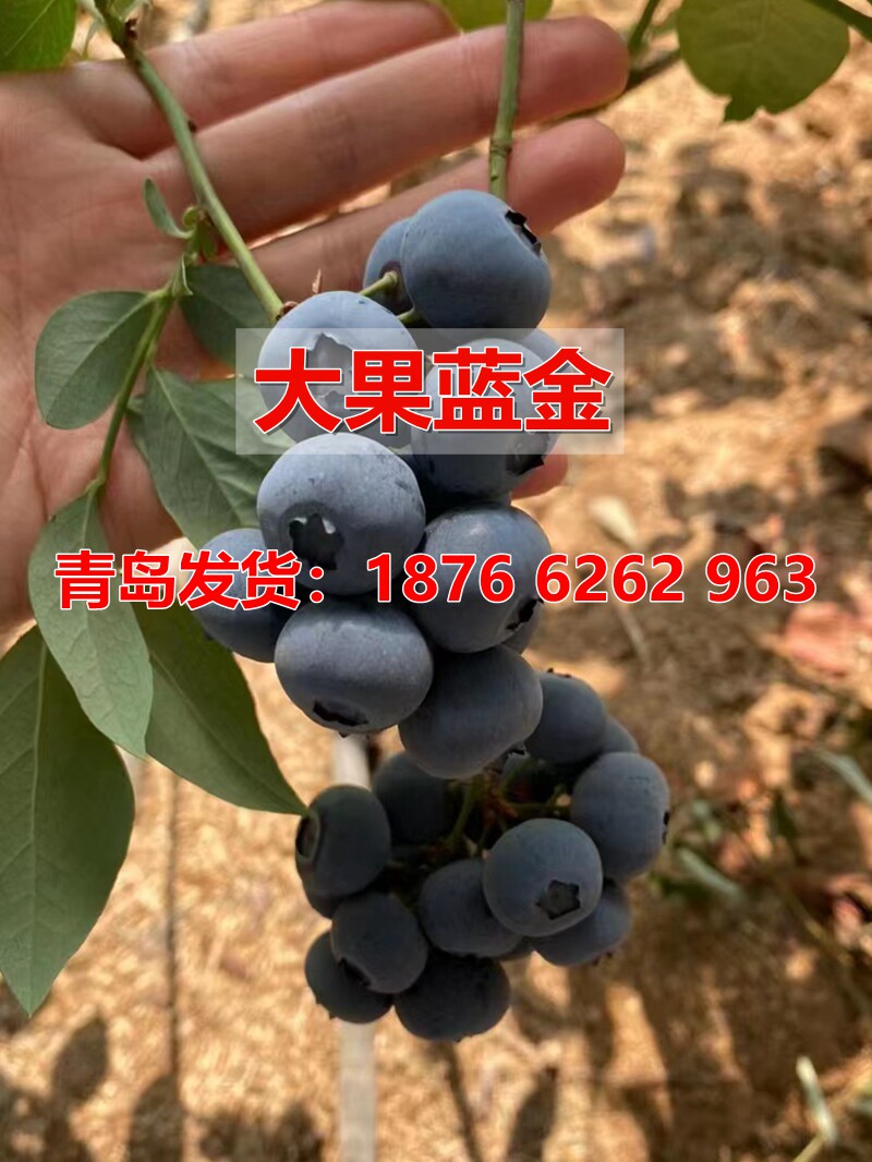 大果蓝金蓝莓薄雾苗盆栽果树苗当年结果南北方种植兔眼特大阳台