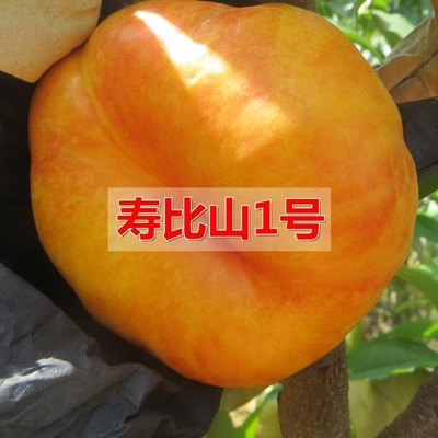 嫁接特大巨型南方当年结果桃树苗