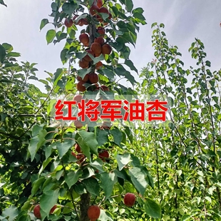 嫁接新疆红将军油杏树苗红油四号杏苗南北方种植盆栽果树庭院果树
