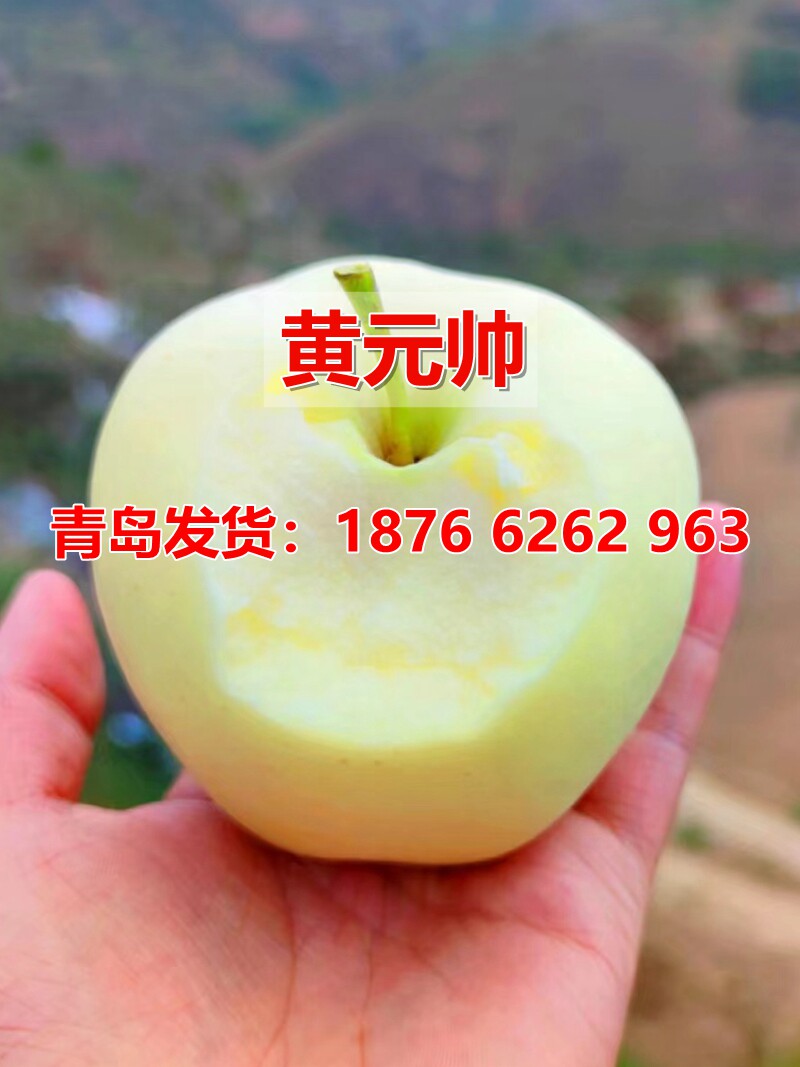 嫁接黄元帅苹果树苗矮化金帅苹果苗粉面黄香蕉当年结果北南方种植