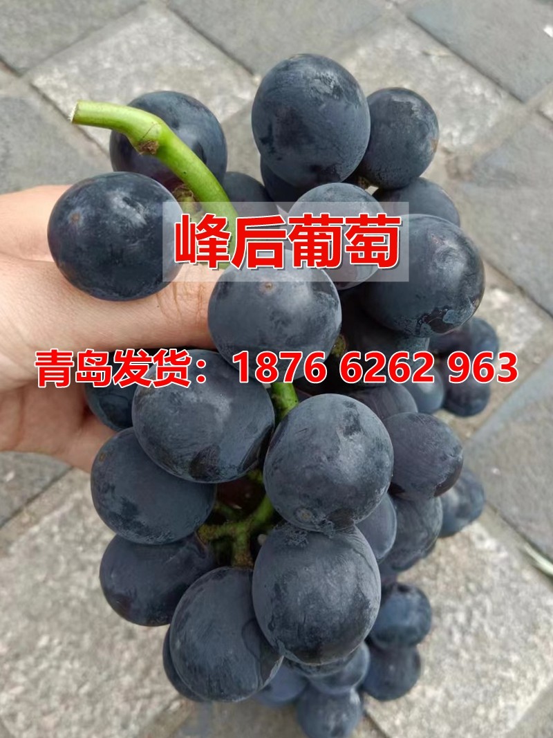 嫁接峰后葡萄树苖特大巨峰葡萄苗北方南方爬藤种植当年结果果树苗