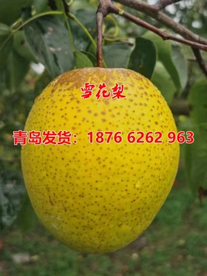 四季种植庭院苗新品种嫁接梨树苗