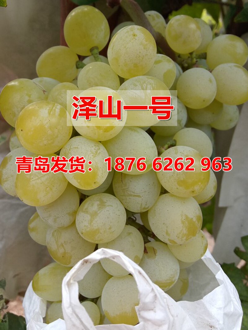 大泽山嫁接扦插晚熟南北方葡萄苗