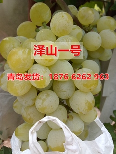 平度大泽山嫁接扦插泽山二号葡萄苗泽山一号晚熟南北方种当年结果
