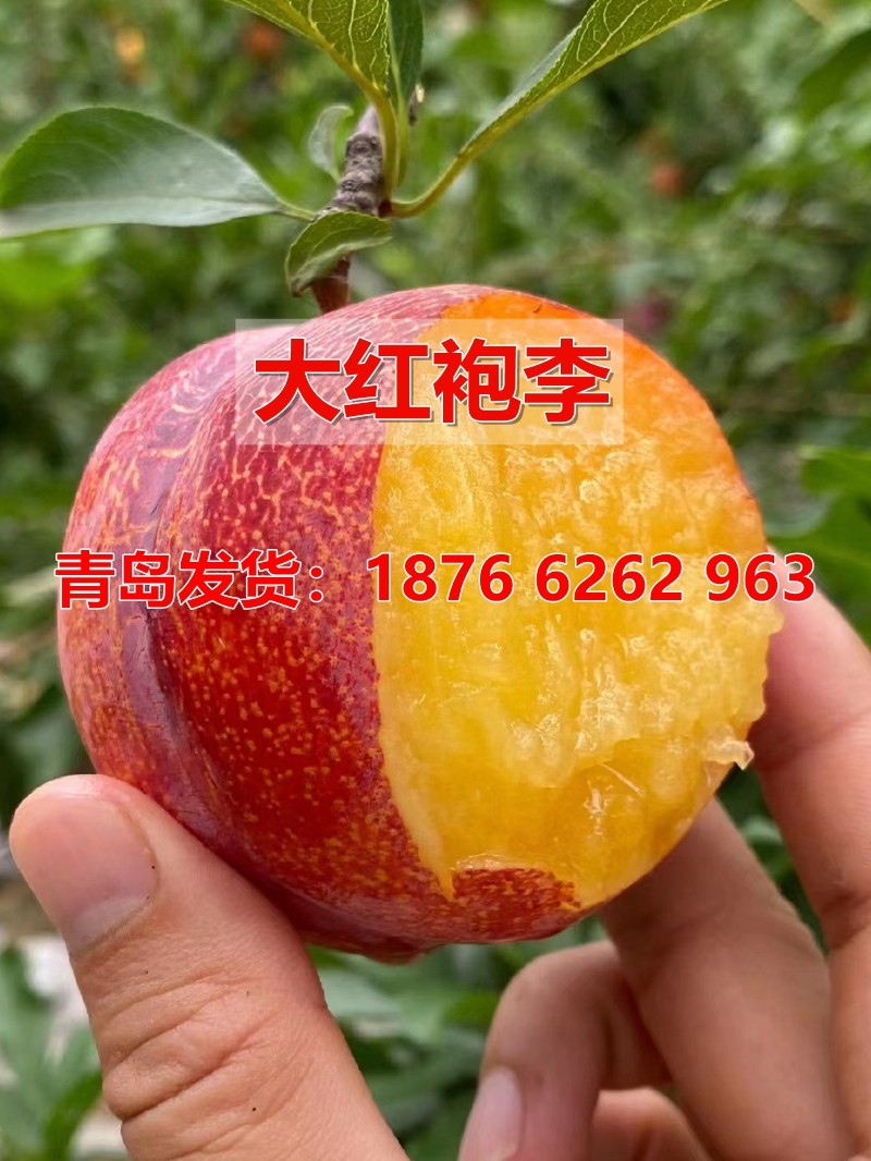 四季种植盆栽苗嫁接李子树苗