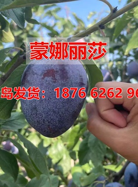 西梅树苗蒙娜丽莎西梅李子树苗脆甜盆栽地栽南北方种植当年结果苗