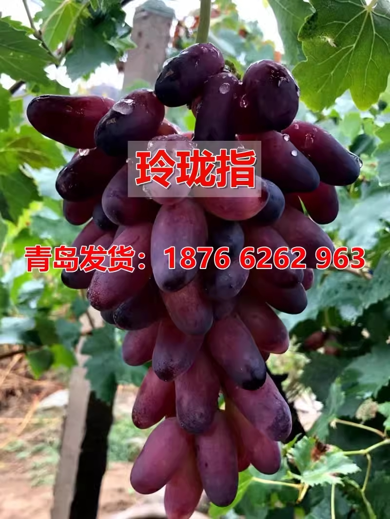 葡萄新品种南方北方种植玲珑指葡萄苗早熟葡萄树苗长指王超长果粒