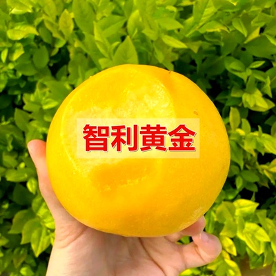 新品种桃树嫁接苗南方智利黄金桃