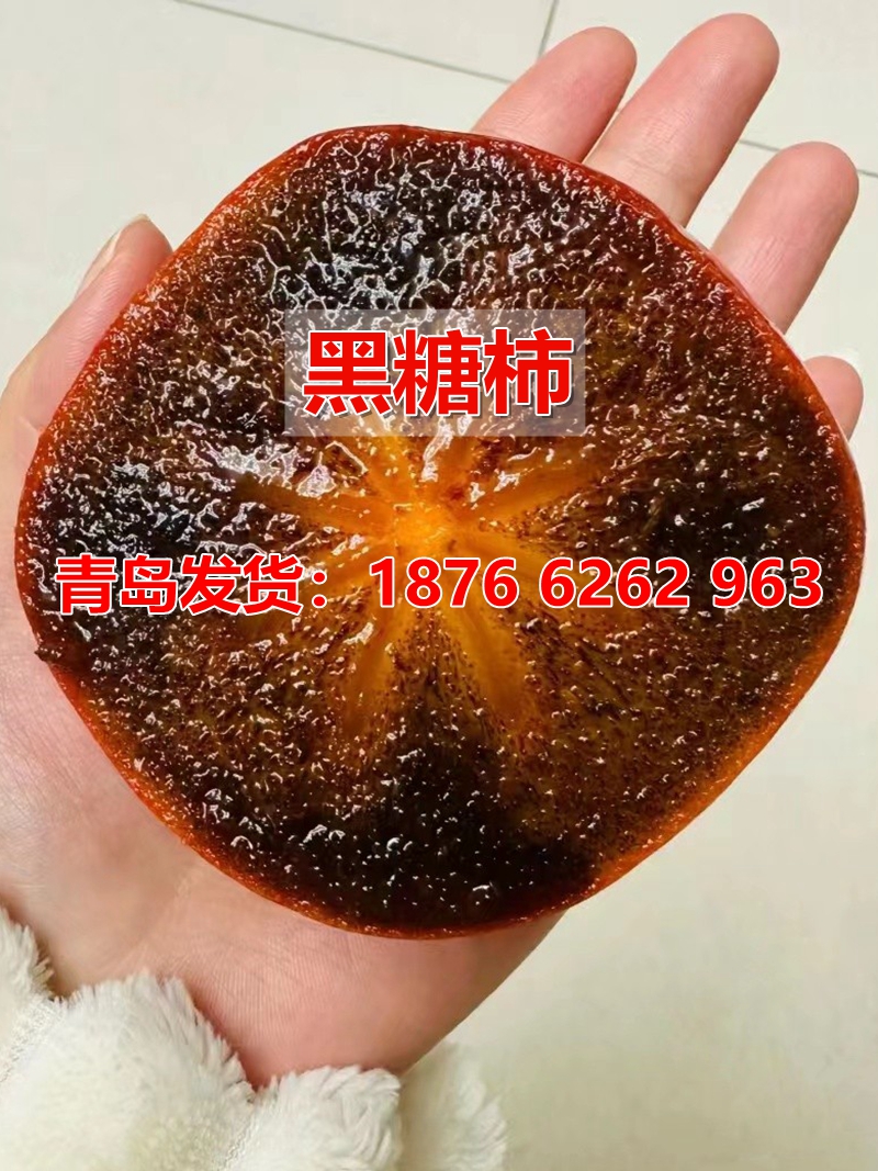 四季种植当年结果嫁接苗柿子树苗