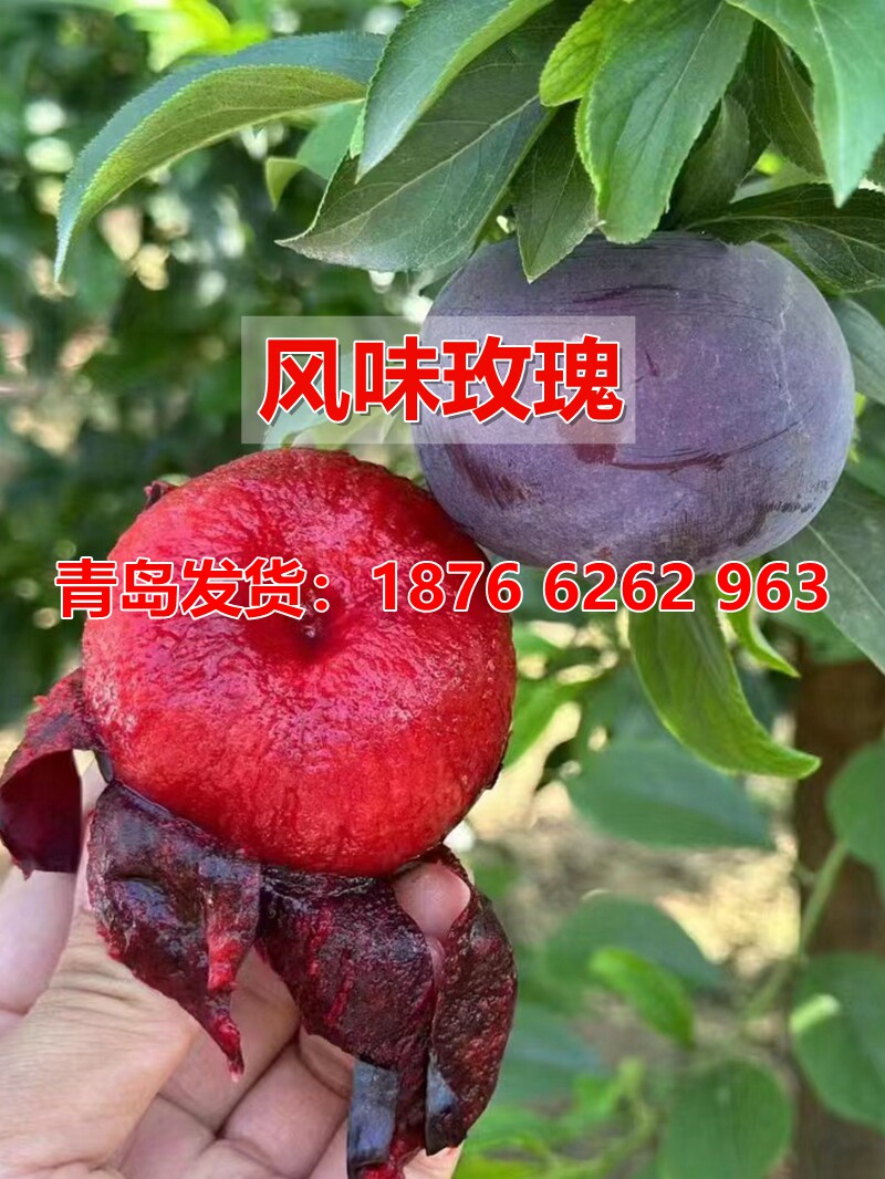 嫁接风味玫瑰李子树苗红心李子苗早熟李子南北方种植当年结果果树