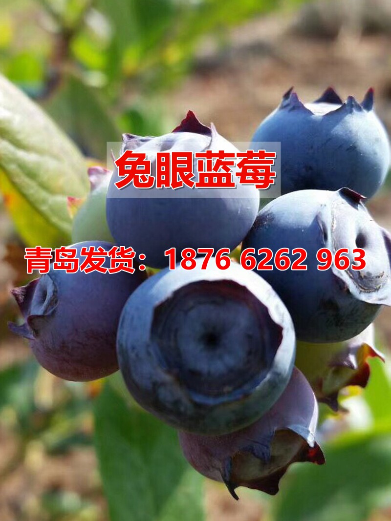 兔眼蓝莓苗南北方地栽盆栽特大耐寒蓝莓树阳台四季带组培当年结果
