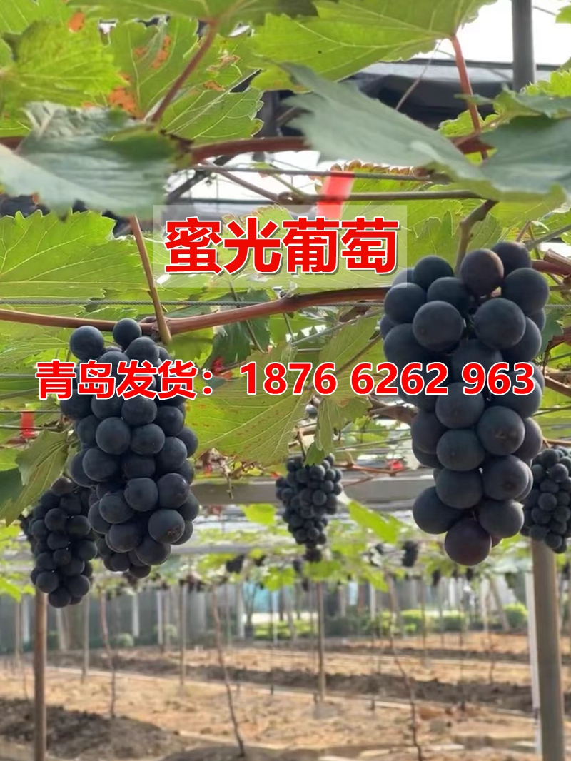 新品种爬藤苗盆栽地栽南方果树苗