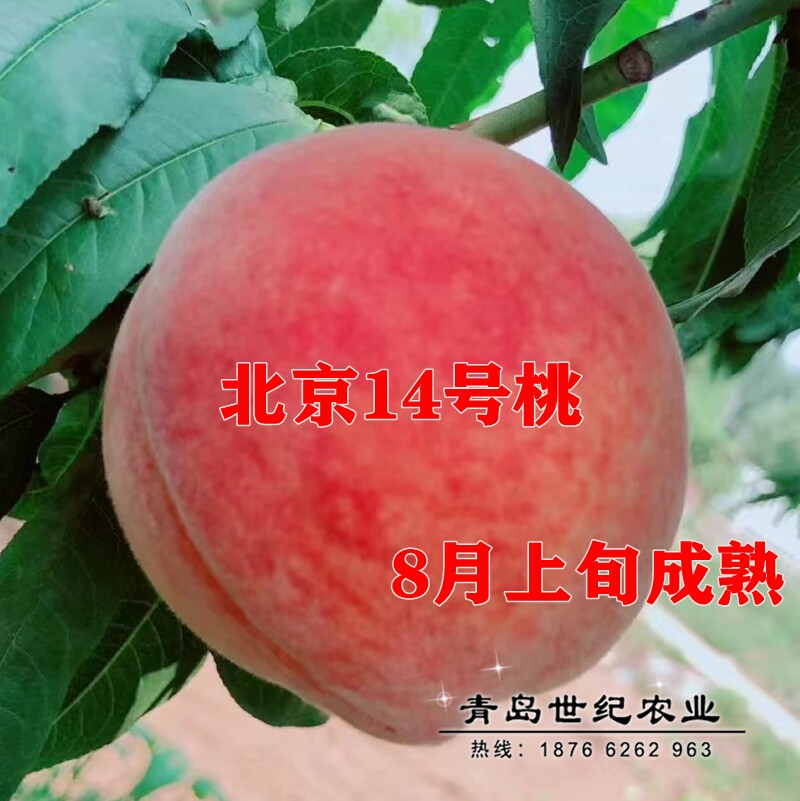老品种桃树果苗嫁接北京14号桃苗京玉早玉早十四离核脆甜大桃树苗