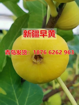 新疆盆栽地栽苗南方种植无花果苗