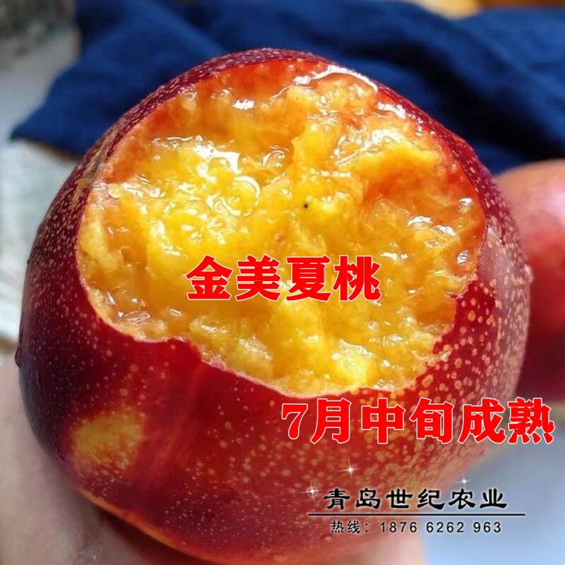 嫁接金美夏油桃苗水蜜桃特大果软甜多汁红肉油桃树苗南方北方种植