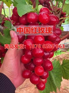 嫁接中国红玫瑰葡萄树苖特大天然无核贝达砧木无核葡萄苗果树果