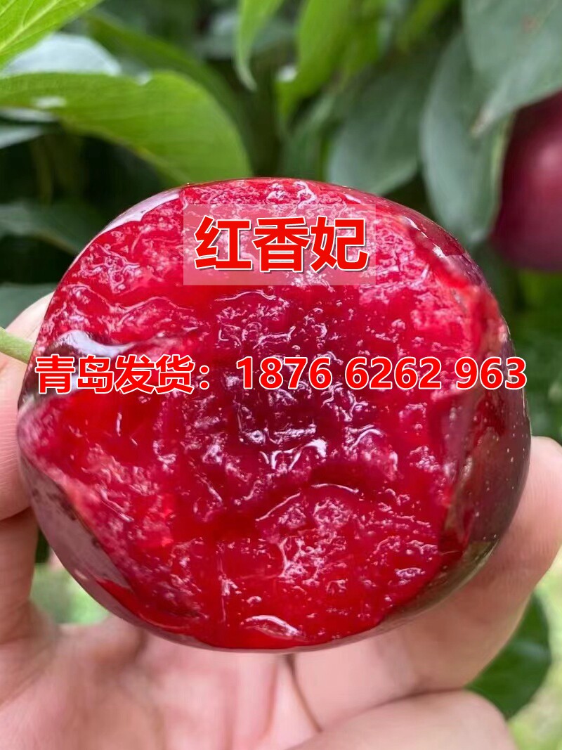 李子树苗嫁接红香妃李子树晚熟红心李子苗南北方庭院种植当年结果