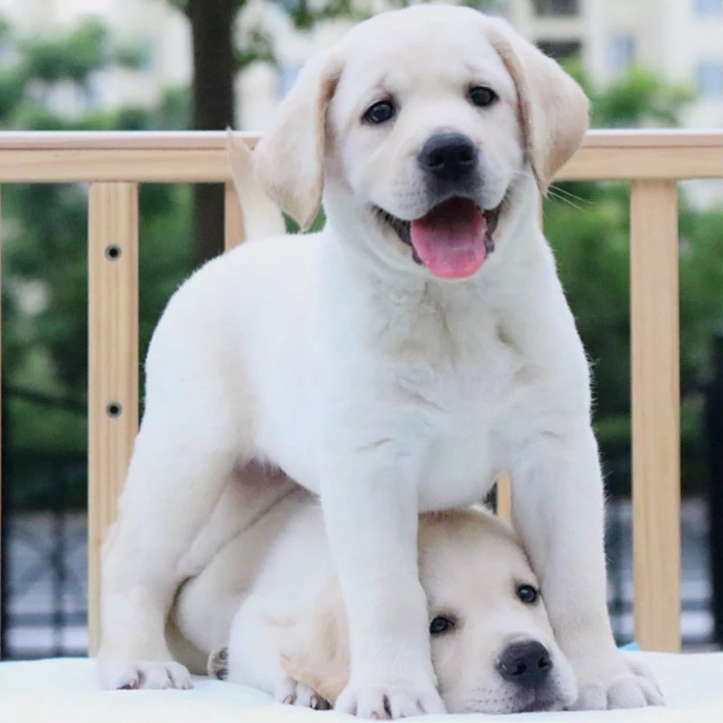纯种拉布拉多幼犬活体大型黑色拉布拉多导盲犬家养宠物狗幼崽训练