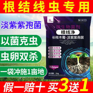 治根结线虫专用药淡紫紫孢菌根线清线虫克星淡紫拟青霉菌