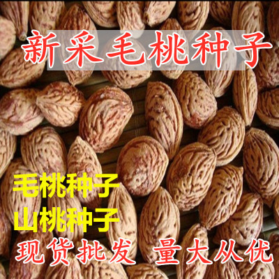 种子嫁接砧木毛桃核