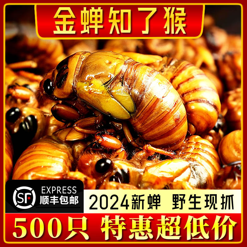 金蝉知了猴新鲜2025野生金蝉知了白蝉活虫结了龟爬叉爬蚱猴黑知了